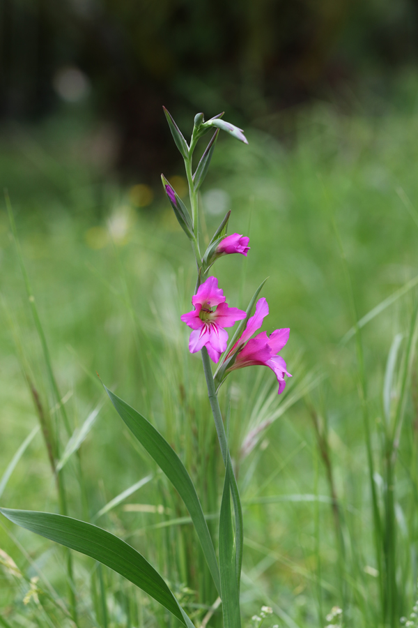 Gladiolo aiuto determinazione